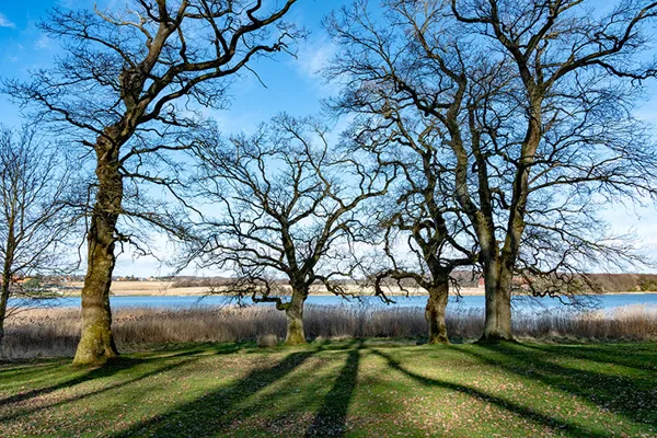 Krogede træer uden blade med vand i baggrunden