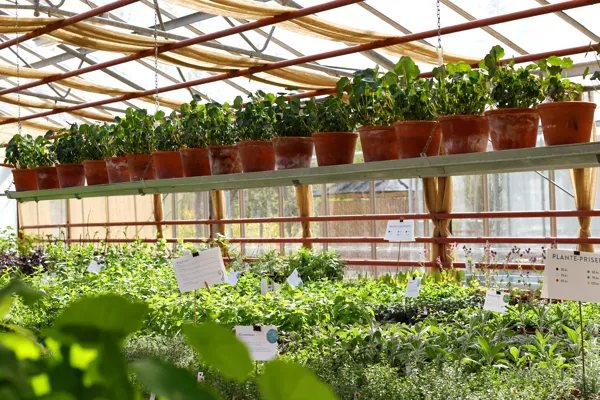 Potteplanter i et gartneri