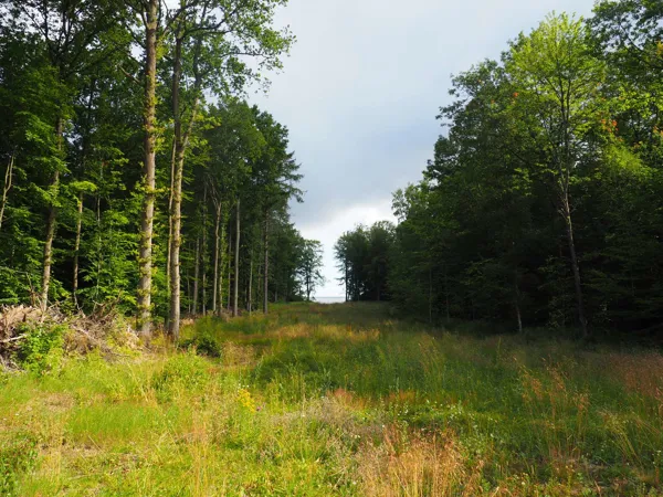 Hornbaek Plantage