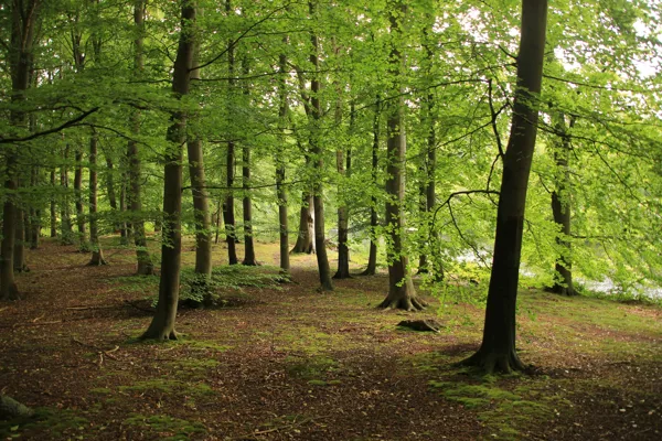 Skov