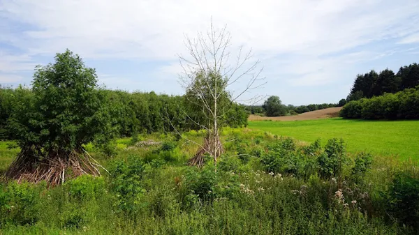 Naturomraade ved Guldyssegaard
